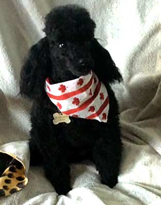 Mr. Bojangles Bijou