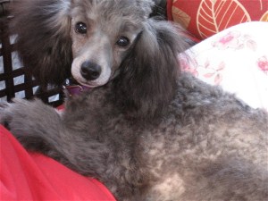 Pepper