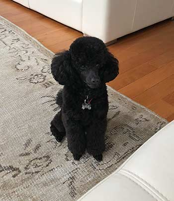 Oliver