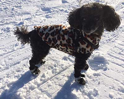 Pandy
