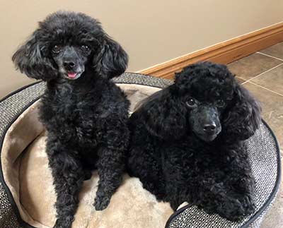 Pandy and Cooper