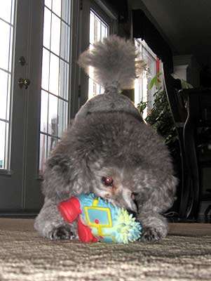 Pepper
