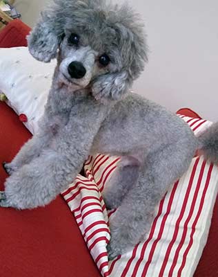 Pepper