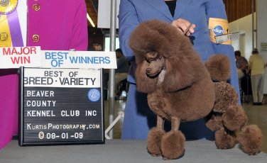 Pomroth Toy Poodles ~ Copyright Protected 